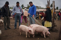 Saquisili animal market Latacunga, Cotopaxi Province, Ecuador, South America