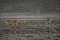 Chimborazo vicuna Riobamba, Chimborazo Province, Ecuador, South America