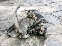 Kitties in Simon Bolivar Park Guayaquil, Ecuador, South America