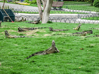 Iguana of Simon Bolivar Park Guayaquil, Ecuador, South America